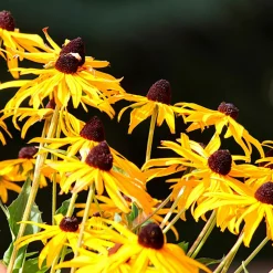 WILLEMSE FRANCE - Rudbeckia goldsturm - le pot / ø 9cm, vendu par lot de 2