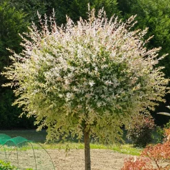 WILLEMSE FRANCE - Saule crevette sur tige - le pot / 3l / tige 60cm, vendu par lot de 2