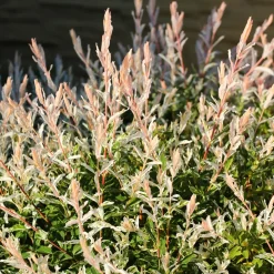 WILLEMSE FRANCE - Saule crevette sur tige - le pot / 3l / tige 60cm, vendu par lot de 2