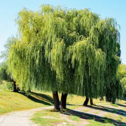 WILLEMSE FRANCE - Saule pleureur - le pot / ø 12cm / hauteur livrée 25-30cm, vendu par lot de 2