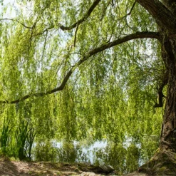 WILLEMSE FRANCE - Saule pleureur - le pot / ø 12cm / hauteur livrée 25-30cm, vendu par lot de 2