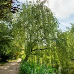 WILLEMSE FRANCE - Saule pleureur - le pot / ø 12cm / hauteur livrée 25-30cm, vendu par lot de 2