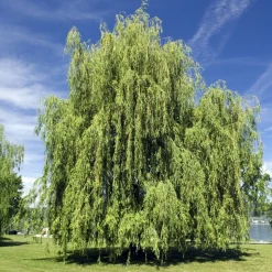 WILLEMSE FRANCE - Saule pleureur - le pot / ø 12cm / hauteur livrée 25-30cm, vendu par lot de 2