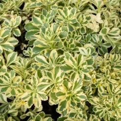 WILLEMSE FRANCE - Sedum - orpin panaché atlantis - le pot / ø 9cm, vendu par lot de 2