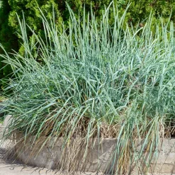 WILLEMSE FRANCE - Seigle de mer - le pot / ø 9cm, vendu par lot de 2