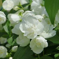 WILLEMSE FRANCE - Seringat virginal - philadelphus - les 2 pots / ø 9cm / 2-3 branches / hauteur livrée environ 9cm, vendu par lot de 2