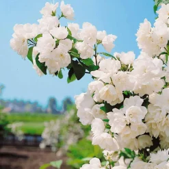 WILLEMSE FRANCE - Seringat virginal - philadelphus - les 2 pots / ø 9cm / 2-3 branches / hauteur livrée environ 9cm, vendu par lot de 2