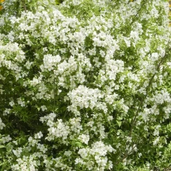 WILLEMSE FRANCE - Seringat virginal - philadelphus - les 2 pots / ø 9cm / 2-3 branches / hauteur livrée environ 9cm, vendu par lot de 2