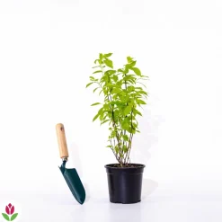 WILLEMSE FRANCE - Seringat virginal - philadelphus - les 2 pots / ø 9cm / 2-3 branches / hauteur livrée environ 9cm, vendu par lot de 2