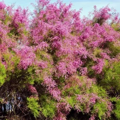 WILLEMSE FRANCE - Tamaris de printemps - le pot / 1.5l / 2 branches / hauteur livrée 40-50cm, vendu par lot de 2