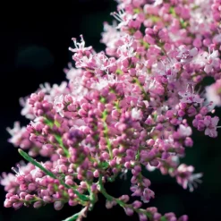 WILLEMSE FRANCE - Tamaris de printemps - le pot / 1.5l / 2 branches / hauteur livrée 40-50cm, vendu par lot de 2