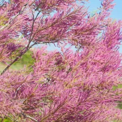 WILLEMSE FRANCE - Tamaris de printemps - le pot / 1.5l / 2 branches / hauteur livrée 40-50cm, vendu par lot de 2