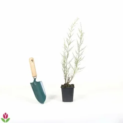 WILLEMSE FRANCE - Tamaris de printemps - le pot / 1.5l / 2 branches / hauteur livrée 40-50cm, vendu par lot de 4