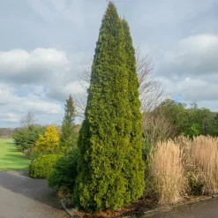 WILLEMSE FRANCE - Thuya d'occident golden smaragd - le pot / 3l / hauteur livrée 40-50cm