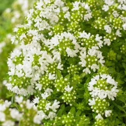 WILLEMSE FRANCE - Thym précoce à fleurs blanches - le pot / ø 9cm, vendu par lot de 2
