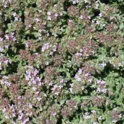 WILLEMSE FRANCE - Thym précoce laineux - le pot / ø 9cm