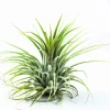WILLEMSE FRANCE - Tillandsia ionantha druid - le pot