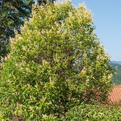 WILLEMSE FRANCE - Troène commun - le pot / 2.5l / hauteur livrée 60-80cm, vendu par lot de 2