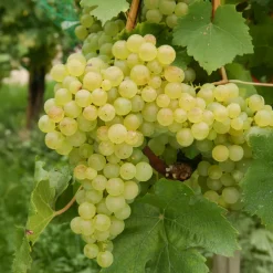 WILLEMSE FRANCE - Vigne chasselas de fontainebleau - la motte de 2 ans / hauteur livrée 30-40cm