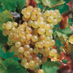 WILLEMSE FRANCE - Vigne chasselas de fontainebleau - la motte de 2 ans / hauteur livrée 30-40cm