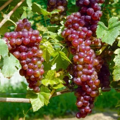 WILLEMSE FRANCE - Vigne chasselas rose - la motte de 2 ans / hauteur livrée 30-40cm