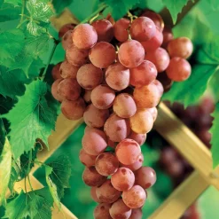 WILLEMSE FRANCE - Vigne chasselas rose - la motte de 2 ans / hauteur livrée 30-40cm