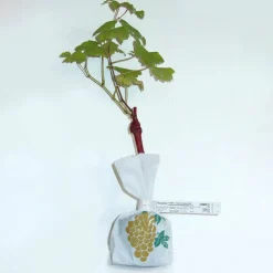 WILLEMSE FRANCE - Vigne chasselas de fontainebleau - la motte de 2 ans / hauteur livrée 30-40cm, vendu par lot de 2