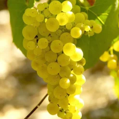 WILLEMSE FRANCE - Vigne chardonnay - la motte / hauteur livrée 20-40cm