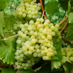 WILLEMSE FRANCE - Vigne exalta - la motte de 2 ans / hauteur livrée 30-40cm