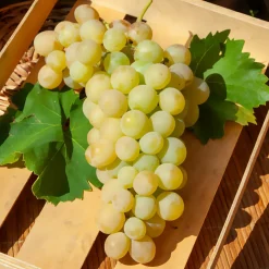 WILLEMSE FRANCE - Vigne italia - la motte de 2 ans / hauteur livrée 30-40cm