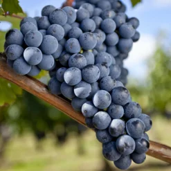 WILLEMSE FRANCE - Vigne merlot - la motte / hauteur livrée 20-40cm