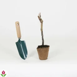 WILLEMSE FRANCE - Vigne merlot - la motte / hauteur livrée 20-40cm