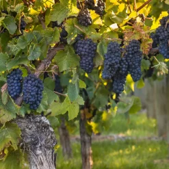 WILLEMSE FRANCE - Vigne muscat de hambourg - la motte de 2 ans / hauteur livrée 30-40cm