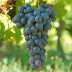 WILLEMSE FRANCE - Vigne muscat de hambourg - la motte de 2 ans / hauteur livrée 30-40cm