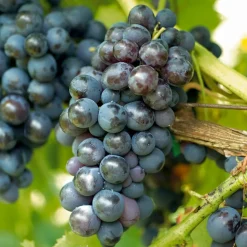 WILLEMSE FRANCE - Vigne muscat de hambourg - la motte de 2 ans / hauteur livrée 30-40cm