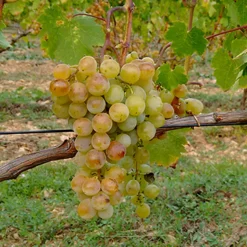 WILLEMSE FRANCE - Vigne muscat alexandrie - la motte de 2 ans / hauteur livrée 30-40cm, vendu par lot de 2