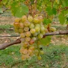 WILLEMSE FRANCE - Vigne muscat alexandrie - la motte de 2 ans / hauteur livrée 30-40cm