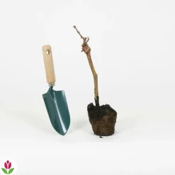 WILLEMSE FRANCE - Vigne pinot - la motte / hauteur livrée 20-40cm