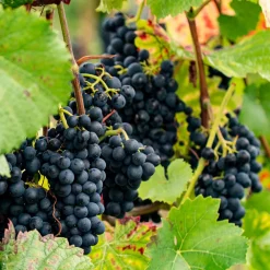 WILLEMSE FRANCE - Vigne regent - le pot / 2l / hauteur livrée 40-50cm