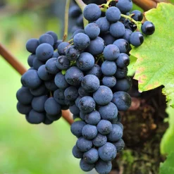 WILLEMSE FRANCE - Vigne triomphe d'alsace - le pot / 2l / hauteur livrée 40-50cm