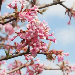 WILLEMSE FRANCE - Viorne rose - le pot / 1.5l / 3-5 branches / hauteur livrée 30-40cm, vendu par lot de 2