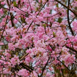 WILLEMSE FRANCE - Viorne rose - le pot / 1.5l / 3-5 branches / hauteur livrée 30-40cm, vendu par lot de 2