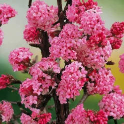 WILLEMSE FRANCE - Viorne rose - le pot / 1.5l / 3-5 branches / hauteur livrée 30-40cm, vendu par lot de 2