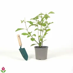 WILLEMSE FRANCE - Viorne rose - le pot / 1.5l / 3-5 branches / hauteur livrée 30-40cm, vendu par lot de 2