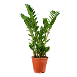Zamioculcas : pot Diamètre 17 cm Hauteur 65 cm
